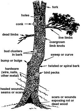 parts of a tree