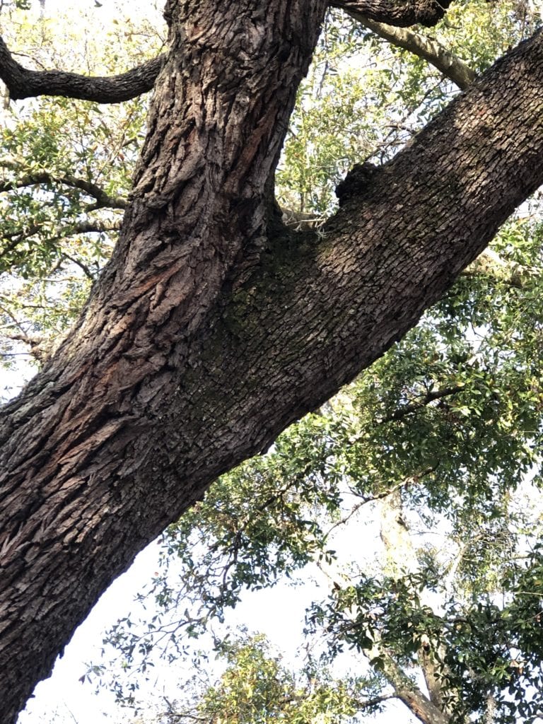 tiny burl