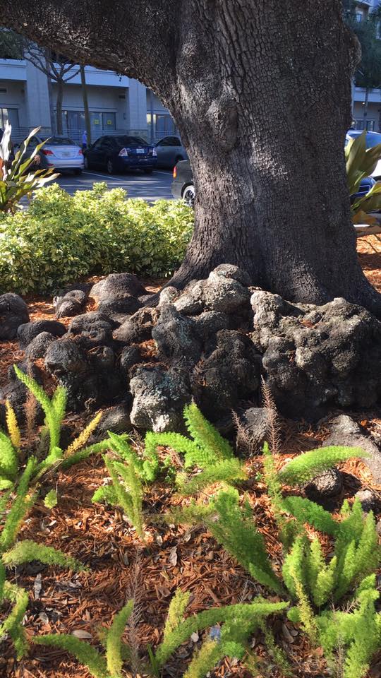 burls, Turning Burls, tree, wood for turning burls, turning,