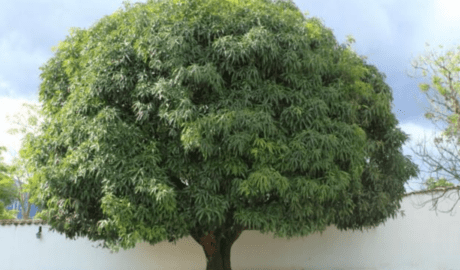 mango tree workbench woodworker